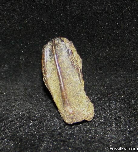 Inch Hadrosaur Tooth - Little Wear #1276